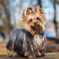 How Much Are Yorkshire Terriers Worth