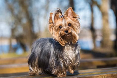 How Much Are Yorkshire Terriers Worth