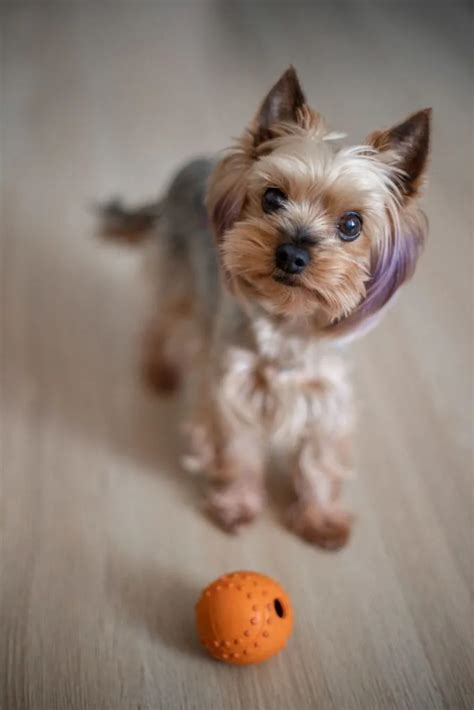 How Much Exercise Does A Yorkshire Terrier Need