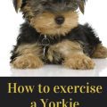 How Much Exercise Does Your Yorkie Need?