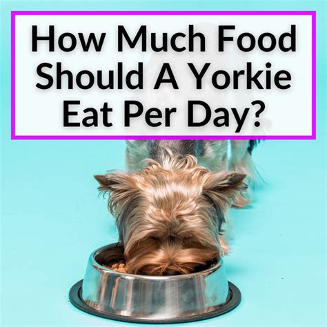 How Much Food Should A Yorkie Eat Per Day