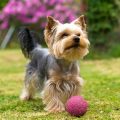 How Much Is A Yorkshire Terrier