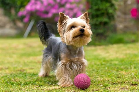 How Much Is A Yorkshire Terrier Worth