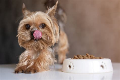 How Much Should A Yorkie Weigh