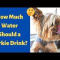 How Much Water Should Yorkies Drink?