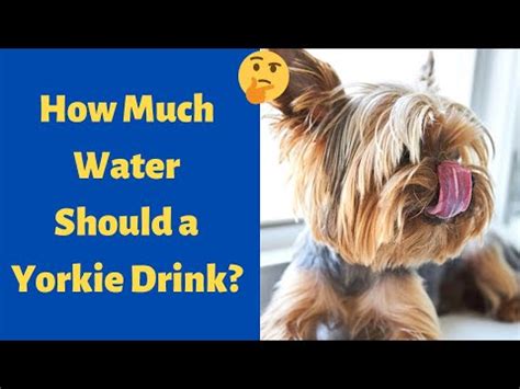 How Much Water Should Yorkies Drink?