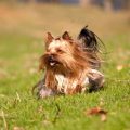 How Often Do Yorkies Go Into Heat