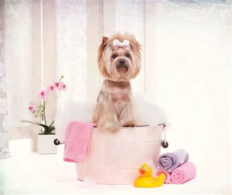 How Often Do You Bathe A Yorkie