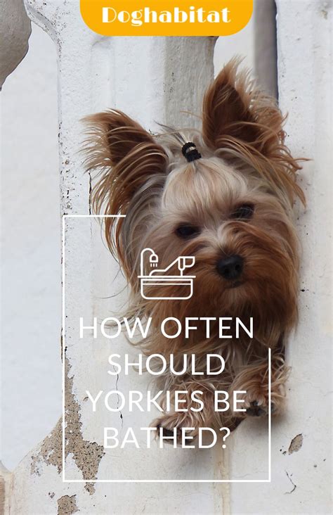 How Often Should I Bathe My Yorkshire Terrier