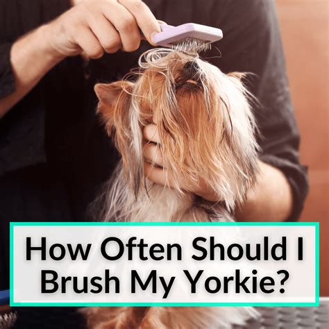 How Often Should I Train My Yorkie?