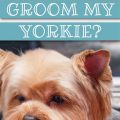 How Often Should Yorkies Visit a Groomer?