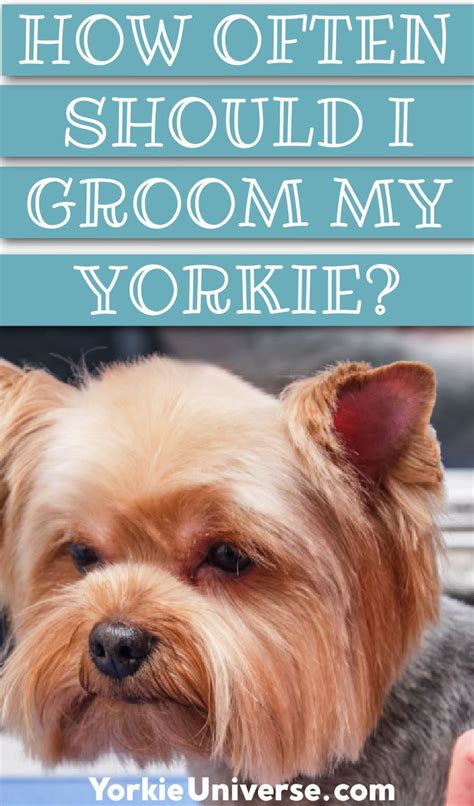 How Often Should Yorkies Visit a Groomer?