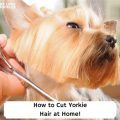 How Often Should You Trim Yorkie Hair Around Eyes?