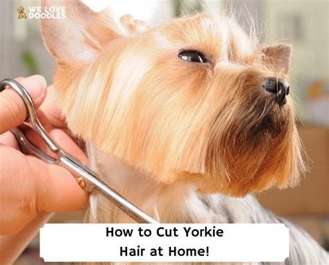 How Often Should You Trim Yorkie Hair Around Eyes?