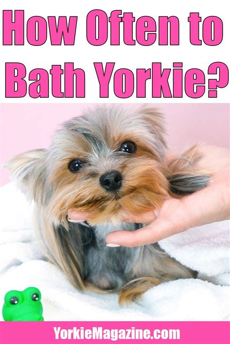 How Often To Bathe Yorkie