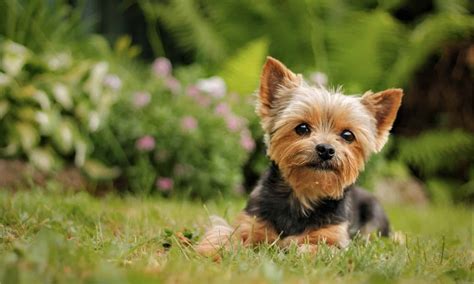 How Small Were Original Yorkies?