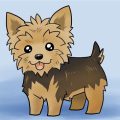 How To Draw A Dog Yorkie