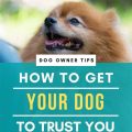 How To Get Your Dog To Trust You