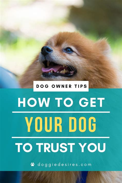 How To Get Your Dog To Trust You