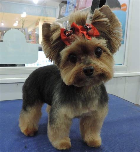 How To Give Yorkie Haircut