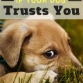 How To Know If Your Dog Trusts You