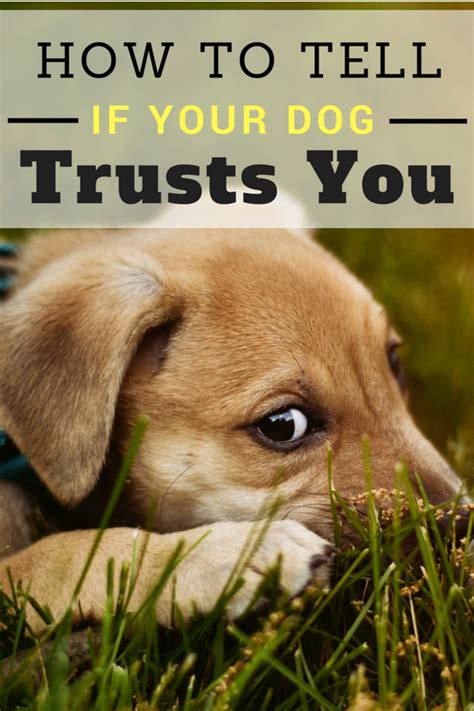 How To Know If Your Dog Trusts You