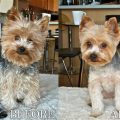 How To Trim A Yorkies Face