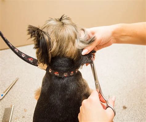 How To Trim Yorkie Ears