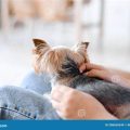 How Yorkshire Terriers Bond With Their Owners