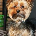 How Yorkshire Terriers Enjoy Summer Safely