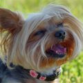 How Yorkshire Terriers Stay Active and Happy