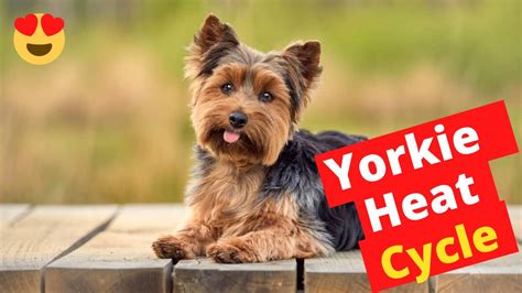 How Yorkshire Terriers Stay Cool in the Heat