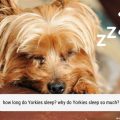 How many hours do Yorkies sleep?