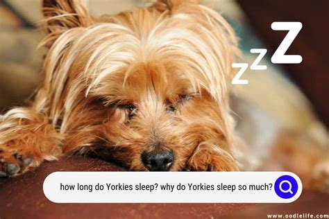 How many hours do Yorkies sleep?