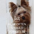 How to Avoid Over-Bathing Your Yorkshire Terrier