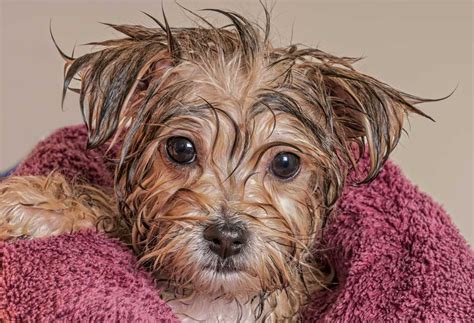 How to Bathe a Yorkie Without Causing Stress