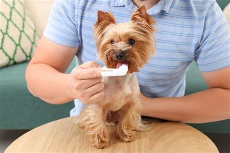 How to Brush Your Yorkie Without Hurting Them?