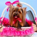 How to Brush a Yorkie’s Coat in 5 Easy Steps