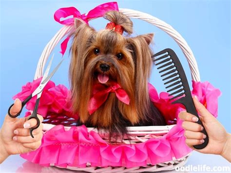 How to Brush a Yorkie’s Coat in 5 Easy Steps