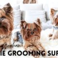 How to Choose the Best Grooming Products for Yorkies