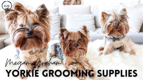 How to Choose the Best Grooming Products for Yorkies