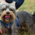 How to Deal with Fleas in Yorkie Fur Effectively