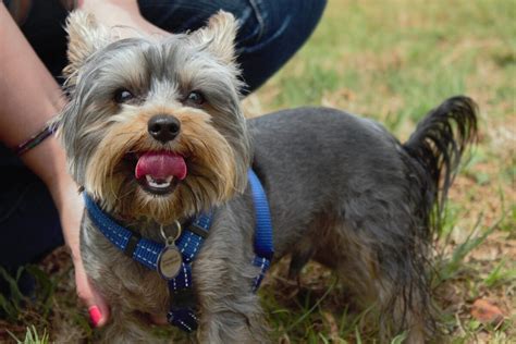 How to Deal with Fleas in Yorkie Fur Effectively