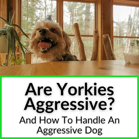 How to Deal with Yorkie Aggression