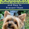 How to Deal with Yorkie Dandruff? Quick Fixes!