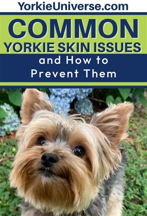 How to Deal with Yorkie Dandruff? Quick Fixes!