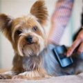 How to Groom a Yorkie Without Stressing Them Out