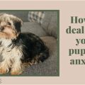 How to Handle Yorkie Separation Anxiety