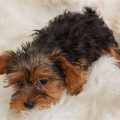 How to Keep Yorkie Coats Clean Between Baths