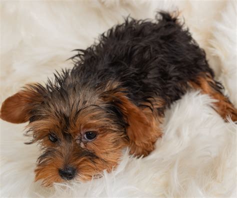 How to Keep Yorkie Coats Clean Between Baths